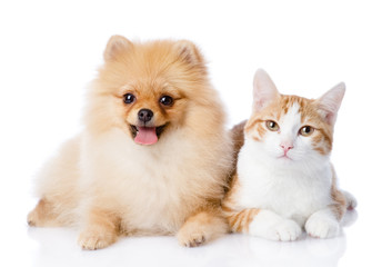 orange cat and spitz dog together. looking at camera. isolated 