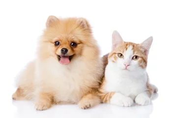 Photo sur Plexiglas Chat chat orange et chien spitz ensemble. regardant la caméra. isolé