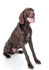 German Shorthaired Pointer Kurzhaar looking away. isolated 