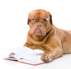 Dogue de Bordeaux read book. isolated on white background