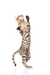 playful Bengal cat. isolated on white background