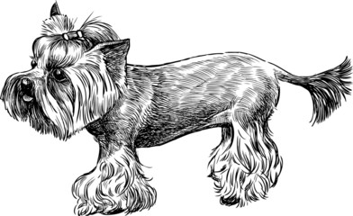 Yorkshire Terrier