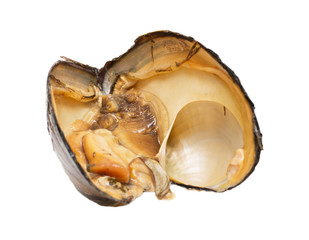 oyster shell as a background