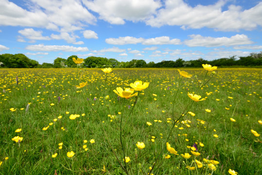 Buttercup With Field In Background