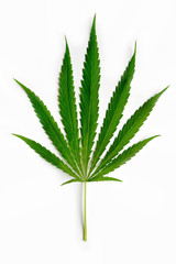 Cannabis leaf