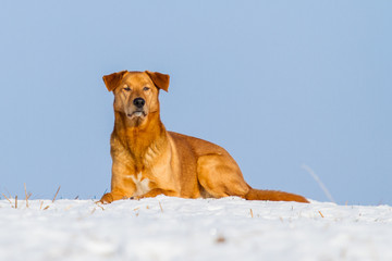 Mischling im Schnee