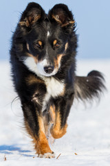 Border Collie Mischling ganz nah