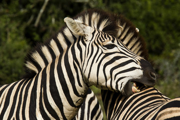 Fototapeta na wymiar Zebra chewing