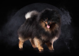 Pomeranian puppy on black gradient background
