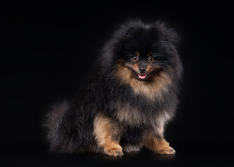 Fototapeta na wymiar Pomeranian puppy on black gradient background
