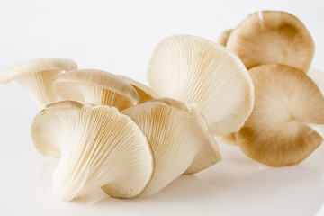 Fototapeta na wymiar Oyster mushroom on white background