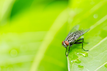 fly in green nature