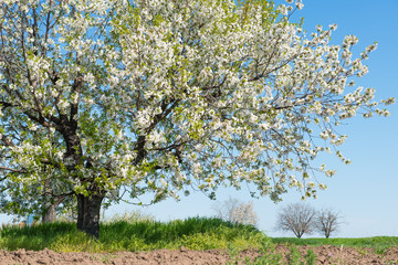 tree in spring