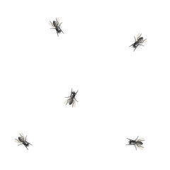 Flies on white background - illustration