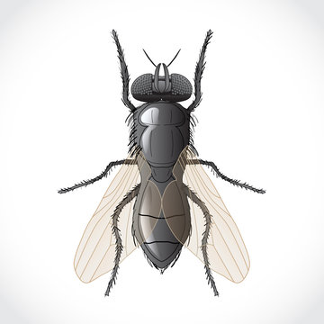 Fly - illustration