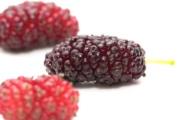 mulberry berry on a white background