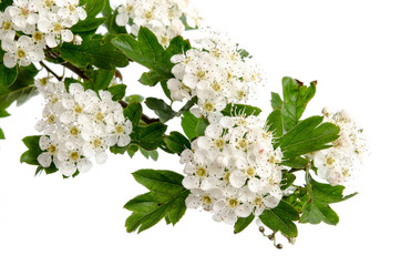 Weißdornblüten