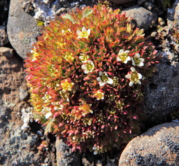 Arctic flowers - Saxifraga cespitosa
