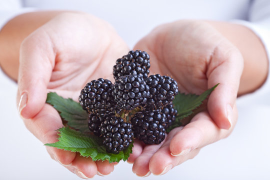 Blackberries in woman hands