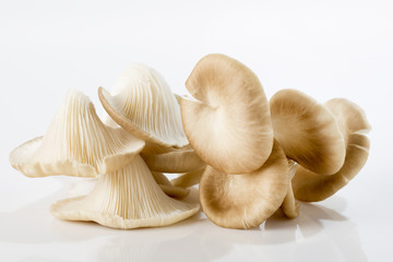 Oyster mushroom on white background