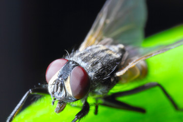 Facettenauge Fliege Schmeißfliege Insekt Makro