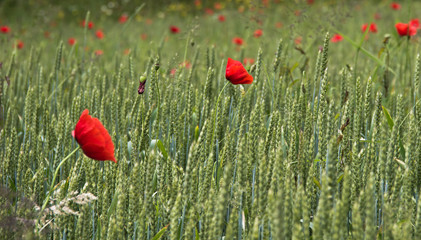 field of poppy seed