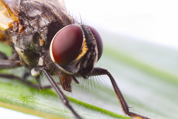 Fliege Auge Facettenauge