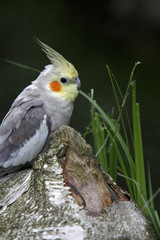Grauer Nymphensittich
