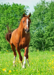 chestnut arabian horse in movement