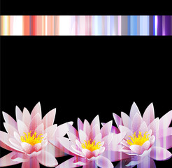 vector holiday background with a water lily