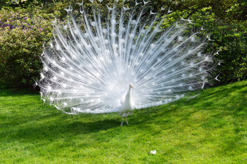 white peacock with flowing tail