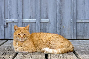 Hauskatze