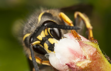 Wast collecting honey