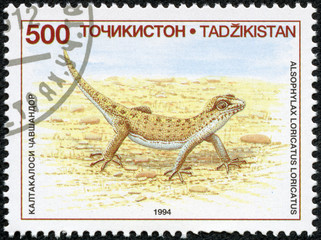 stamp printed in Tajikistan shows a Even-fingered Gecko Lizard