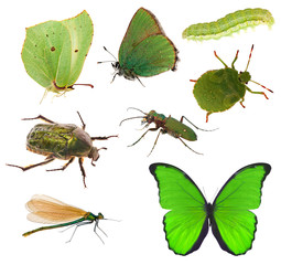 green color insects collection isolated on white