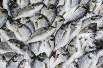 fresh fish gilthead bream