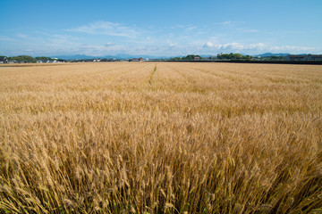 wheat field