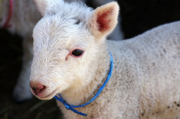 Fototapeta premium ヒツジ