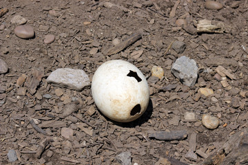 ostrich egg