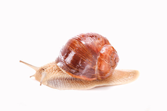 Weinbergschnecke, graipevine snail, isolated