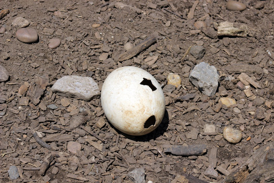 ostrich egg