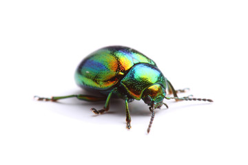 Mint Leaf Beetle (Chrysolina herbacea) isolated on white