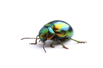 Mint Leaf Beetle (Chrysolina herbacea) isolated on white