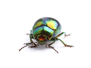 Mint Leaf Beetle (Chrysolina herbacea) isolated on white