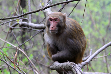 Naklejka na ściany i meble Monkey in Zhangjiajie National Geological Park