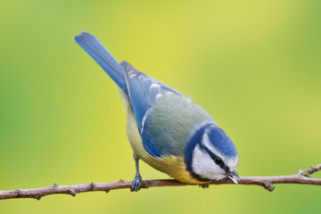 Blue tit, Parus caeruleus