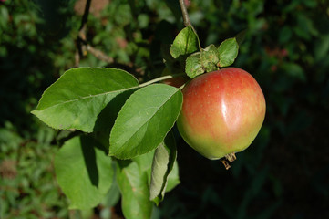 Red apple