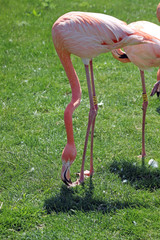 flamingo