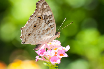 Butterfly and flower