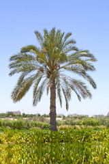 Fototapeta premium Palm tree